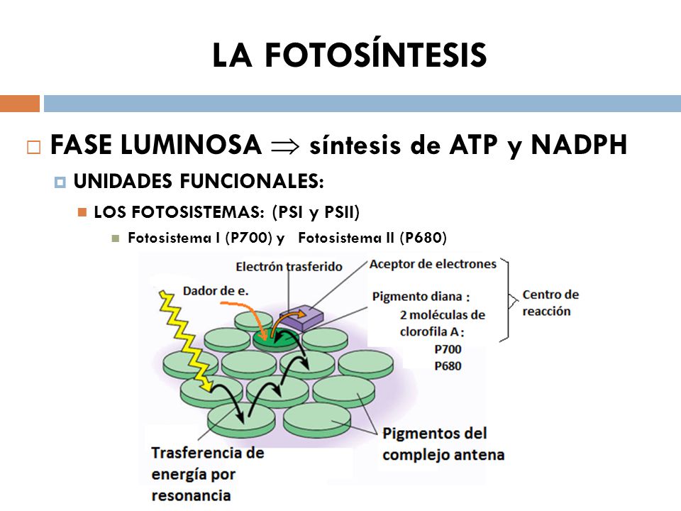 LA FOTOSÍNTESIS FASE LUMINOSA  síntesis de ATP y NADPH