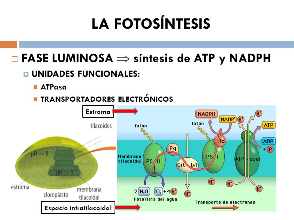 LA FOTOSÍNTESIS FASE LUMINOSA  síntesis de ATP y NADPH