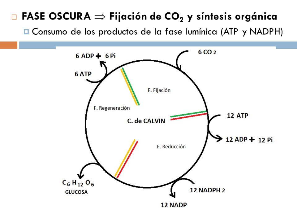 FASE OSCURA  Fijación de CO2 y síntesis orgánica