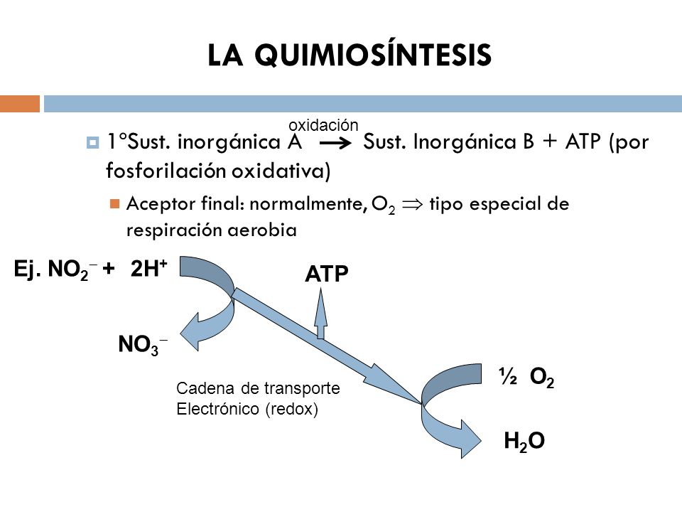 LA QUIMIOSÍNTESIS oxidación. 1ºSust. inorgánica A Sust. Inorgánica B + ATP (por fosforilación oxidativa)