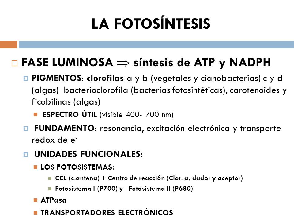 LA FOTOSÍNTESIS FASE LUMINOSA  síntesis de ATP y NADPH