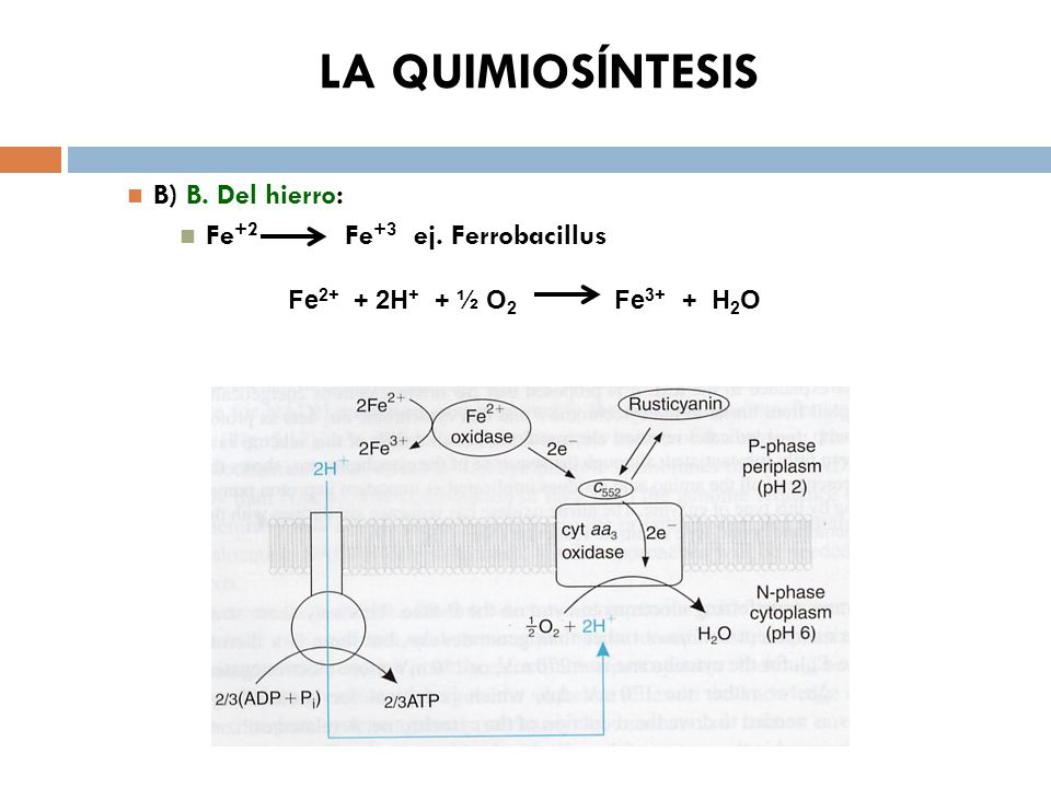 LA QUIMIOSÍNTESIS B) B. Del hierro: Fe+2 Fe+3 ej. Ferrobacillus