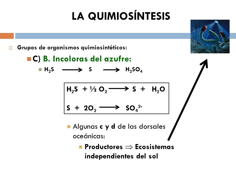LA QUIMIOSÍNTESIS C) B. Incoloras del azufre: H2S + ½ O2 S + H2O