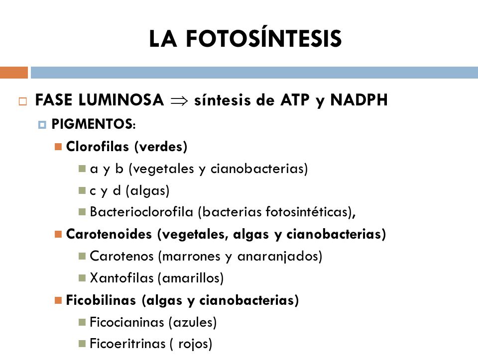 LA FOTOSÍNTESIS FASE LUMINOSA  síntesis de ATP y NADPH PIGMENTOS: