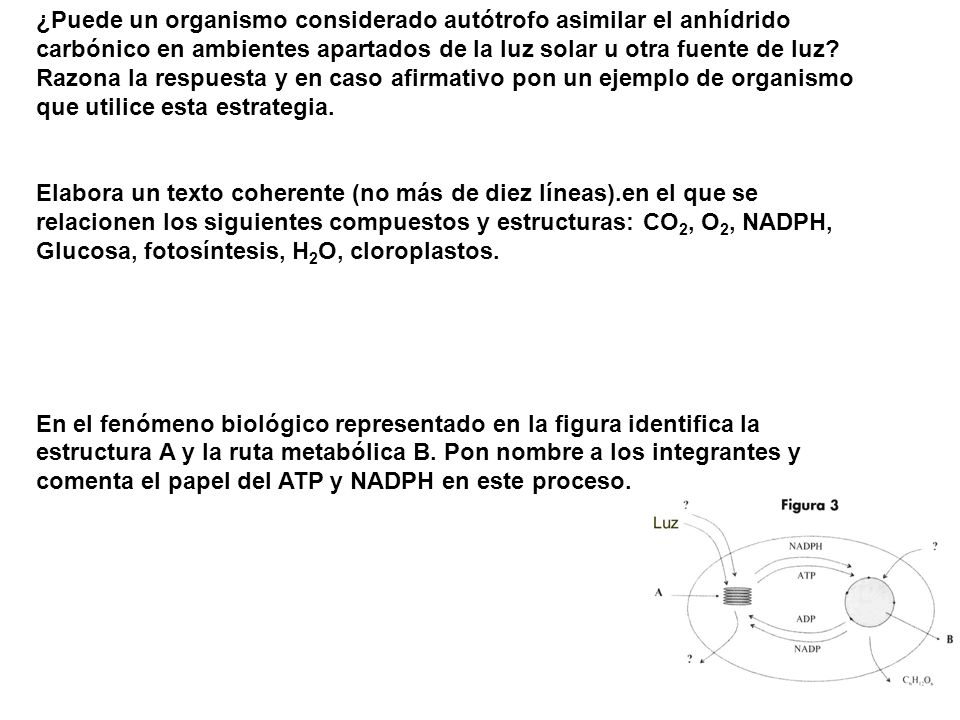 ¿Puede un organismo considerado autótrofo asimilar el anhídrido carbónico en ambientes apartados de la luz solar u otra fuente de luz Razona la respuesta y en caso afirmativo pon un ejemplo de organismo que utilice esta estrategia.