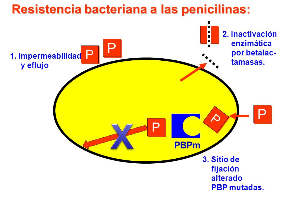 X P P Resistencia bacteriana a las penicilinas: P P P PBPm