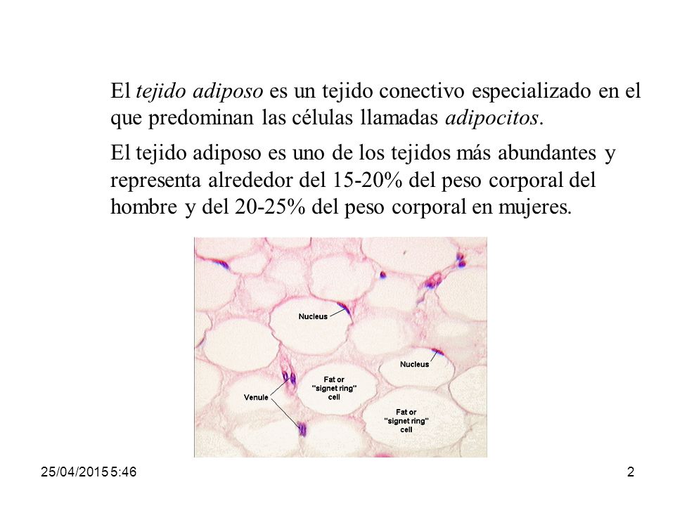 El tejido adiposo es un tejido conectivo especializado en el que predominan las células llamadas adipocitos.