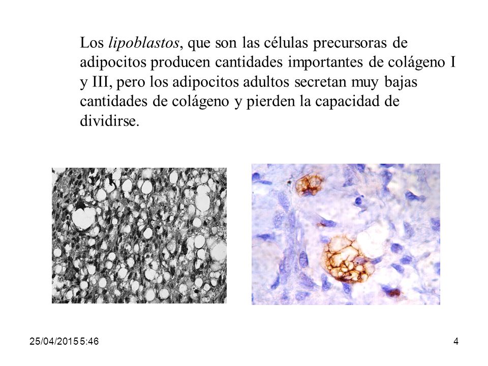 Los lipoblastos, que son las células precursoras de adipocitos producen cantidades importantes de colágeno I y III, pero los adipocitos adultos secretan muy bajas cantidades de colágeno y pierden la capacidad de dividirse.