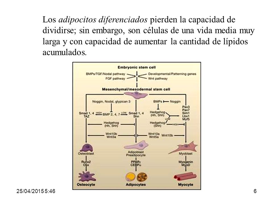 Los adipocitos diferenciados pierden la capacidad de dividirse; sin embargo, son células de una vida media muy larga y con capacidad de aumentar la cantidad de lípidos acumulados.