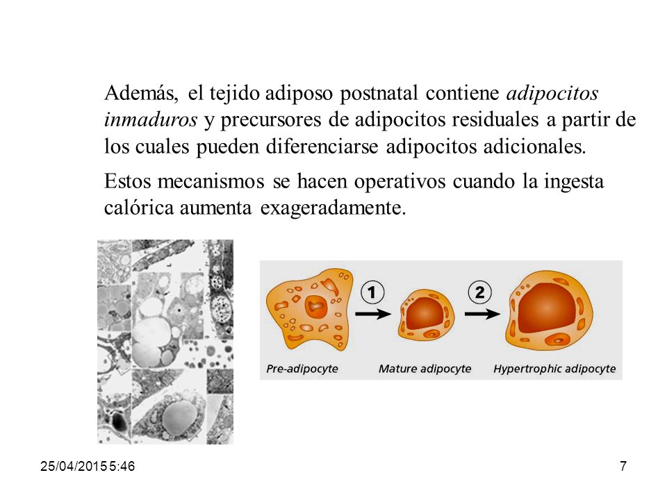 Además, el tejido adiposo postnatal contiene adipocitos inmaduros y precursores de adipocitos residuales a partir de los cuales pueden diferenciarse adipocitos adicionales.