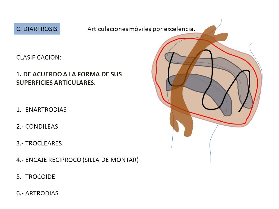 C. DIARTROSIS Articulaciones móviles por excelencia. CLASIFICACION: 1. DE ACUERDO A LA FORMA DE SUS.