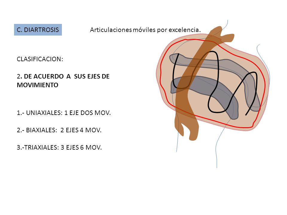 C. DIARTROSIS Articulaciones móviles por excelencia. CLASIFICACION: 2. DE ACUERDO A SUS EJES DE MOVIMIENTO.