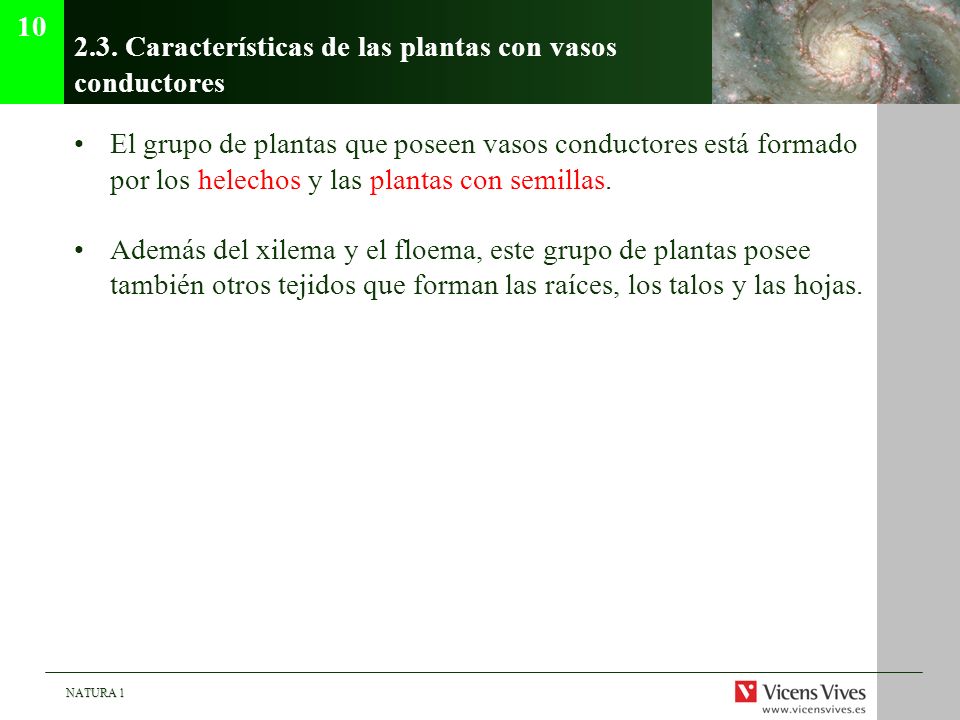 2.3. Características de las plantas con vasos conductores
