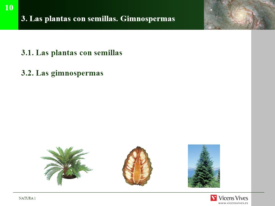 3. Las plantas con semillas. Gimnospermas