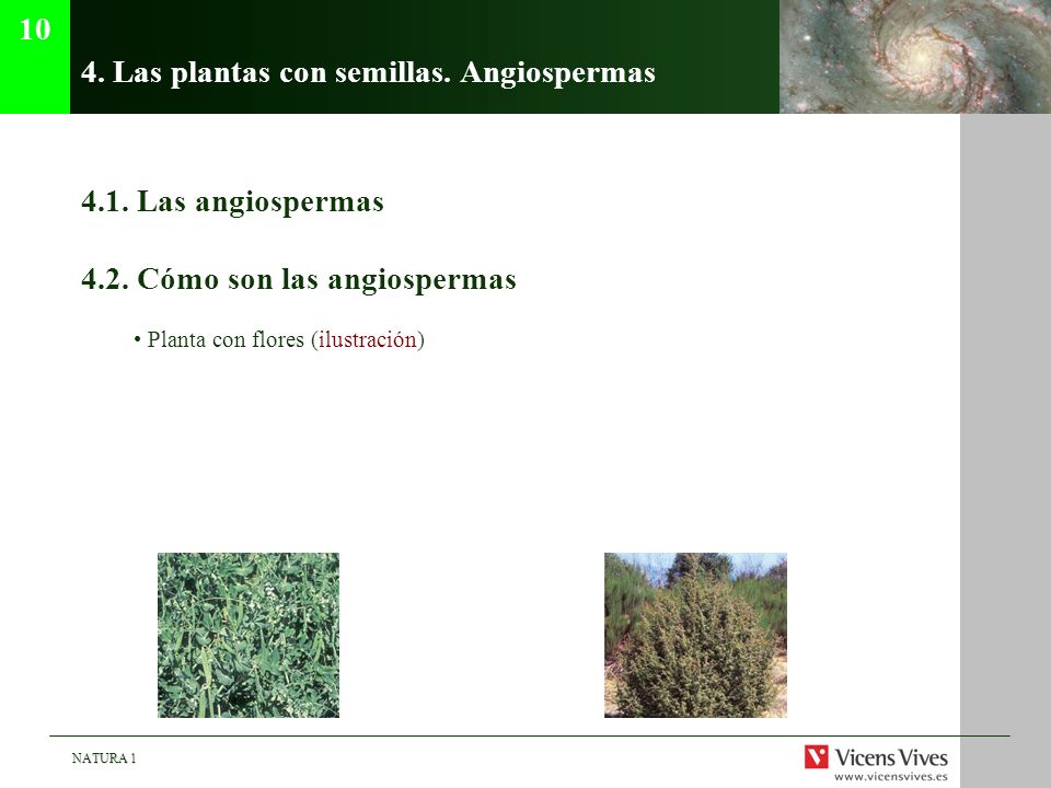 4. Las plantas con semillas. Angiospermas