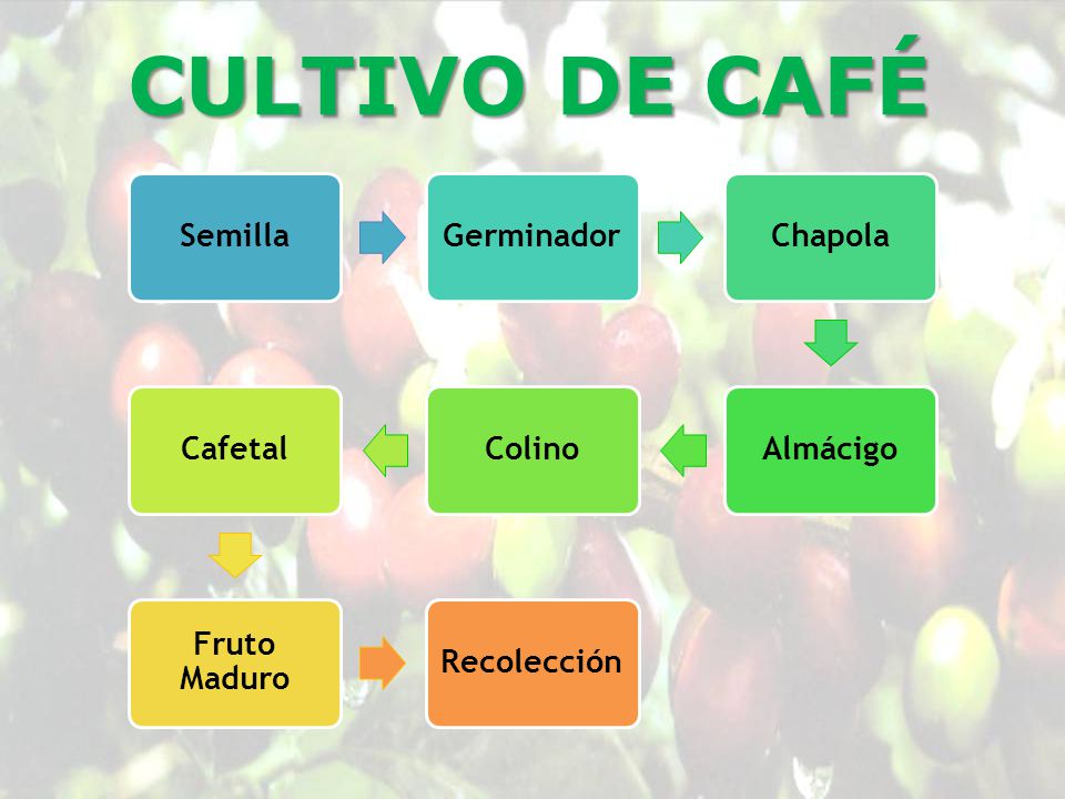 CULTIVO DE CAFÉ Semilla Germinador Chapola Almácigo Colino Cafetal