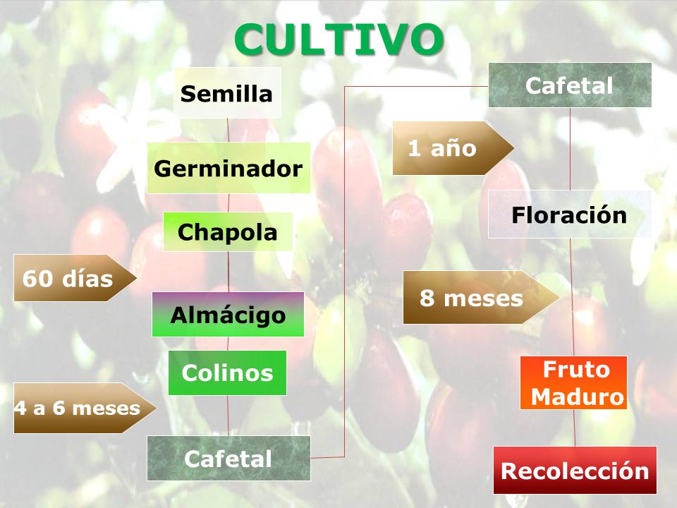 CULTIVO Cafetal Semilla 1 año Germinador Floración Chapola 60 días