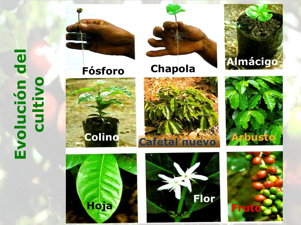 Evolución del cultivo Fósforo Chapola Cafetal nuevo Colino Almácigo