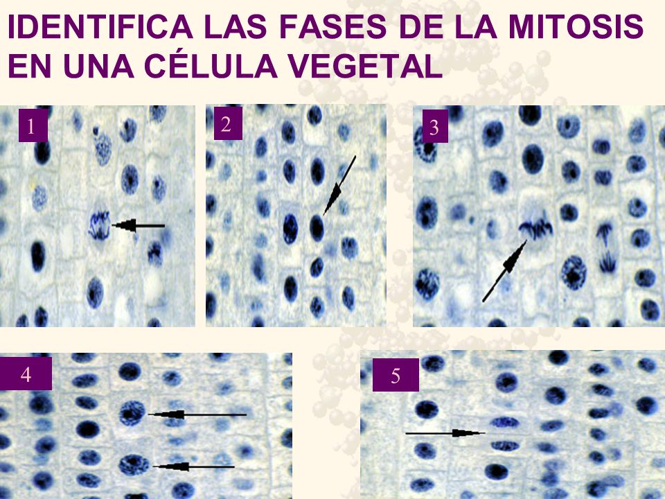 IDENTIFICA LAS FASES DE LA MITOSIS EN UNA CÉLULA VEGETAL