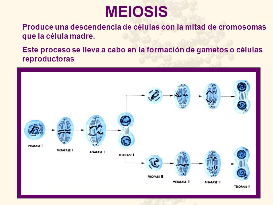 MEIOSIS Produce una descendencia de células con la mitad de cromosomas que la célula madre.