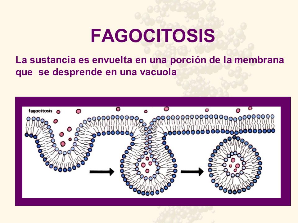 FAGOCITOSIS La sustancia es envuelta en una porción de la membrana que se desprende en una vacuola