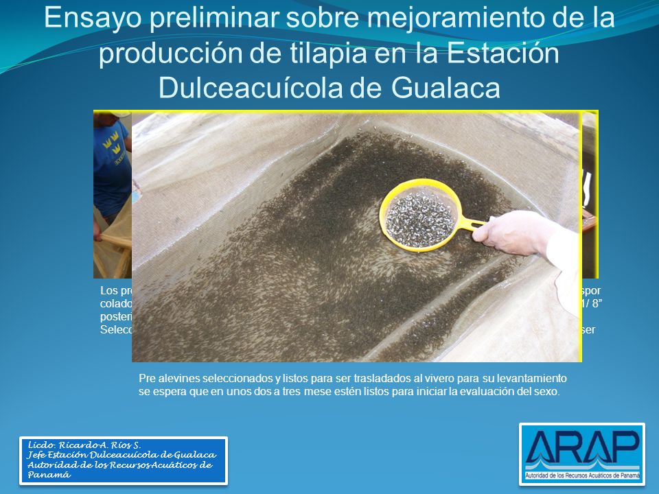 Ensayo preliminar sobre mejoramiento de la producción de tilapia en la Estación Dulceacuícola de Gualaca