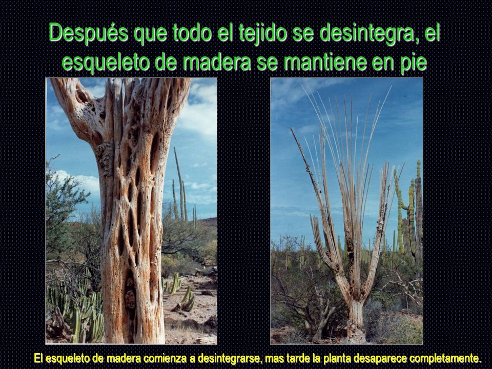 Después que todo el tejido se desintegra, el esqueleto de madera se mantiene en pie