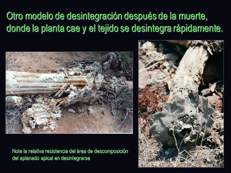 Otro modelo de desintegración después de la muerte, donde la planta cae y el tejido se desintegra rápidamente.