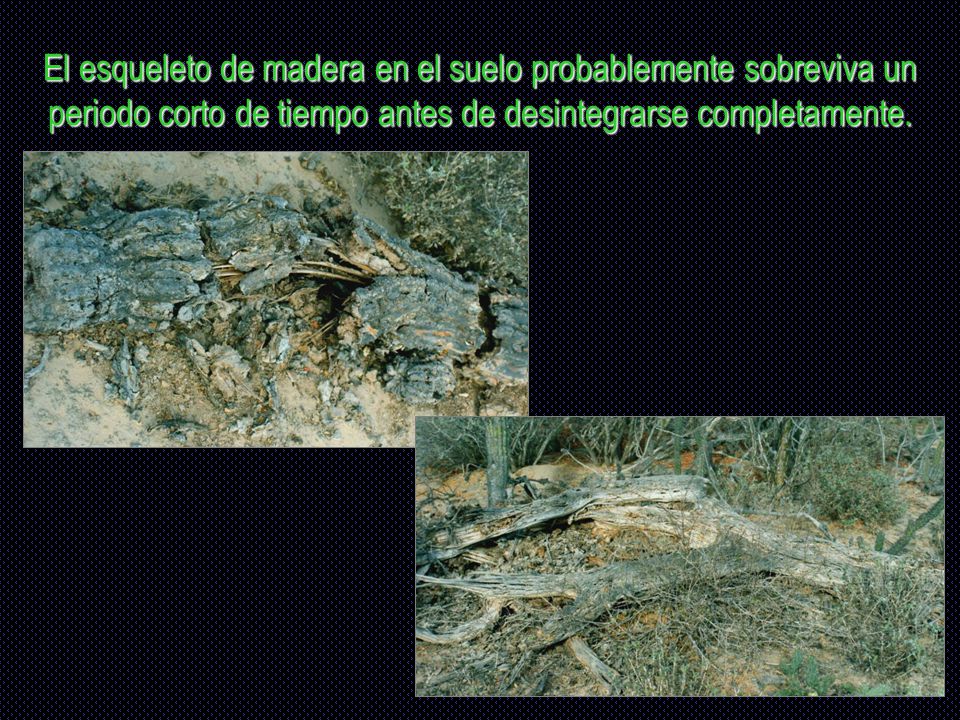 El esqueleto de madera en el suelo probablemente sobreviva un periodo corto de tiempo antes de desintegrarse completamente.