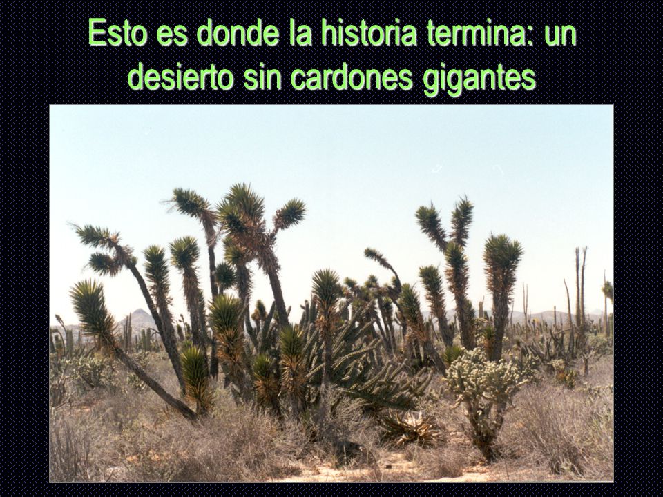 Esto es donde la historia termina: un desierto sin cardones gigantes