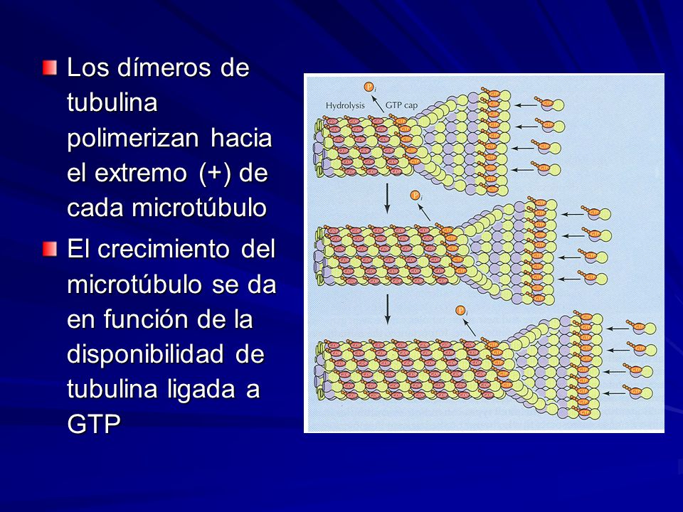 Los dímeros de tubulina polimerizan hacia el extremo (+) de cada microtúbulo
