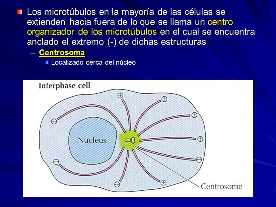 Los microtúbulos en la mayoría de las células se extienden hacia fuera de lo que se llama un centro organizador de los microtúbulos en el cual se encuentra anclado el extremo (-) de dichas estructuras
