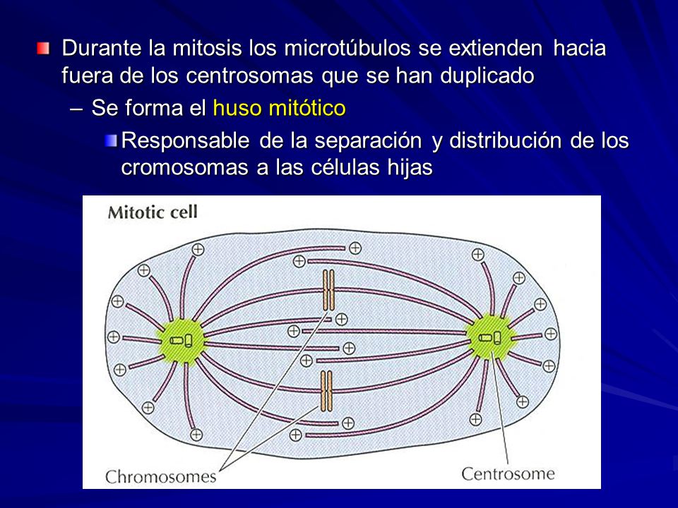 Durante la mitosis los microtúbulos se extienden hacia fuera de los centrosomas que se han duplicado