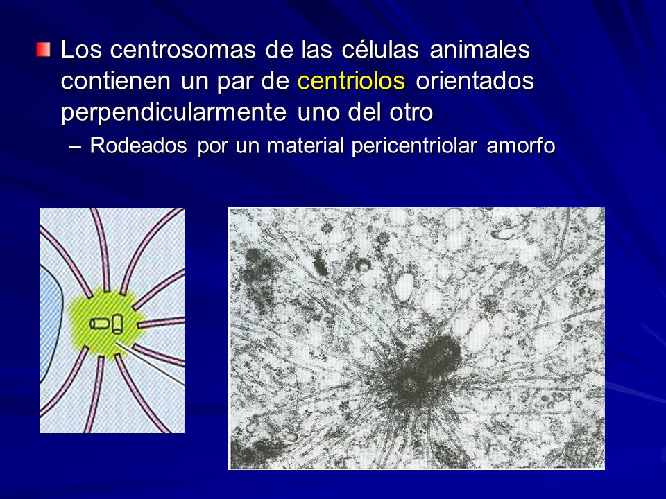 Los centrosomas de las células animales contienen un par de centriolos orientados perpendicularmente uno del otro