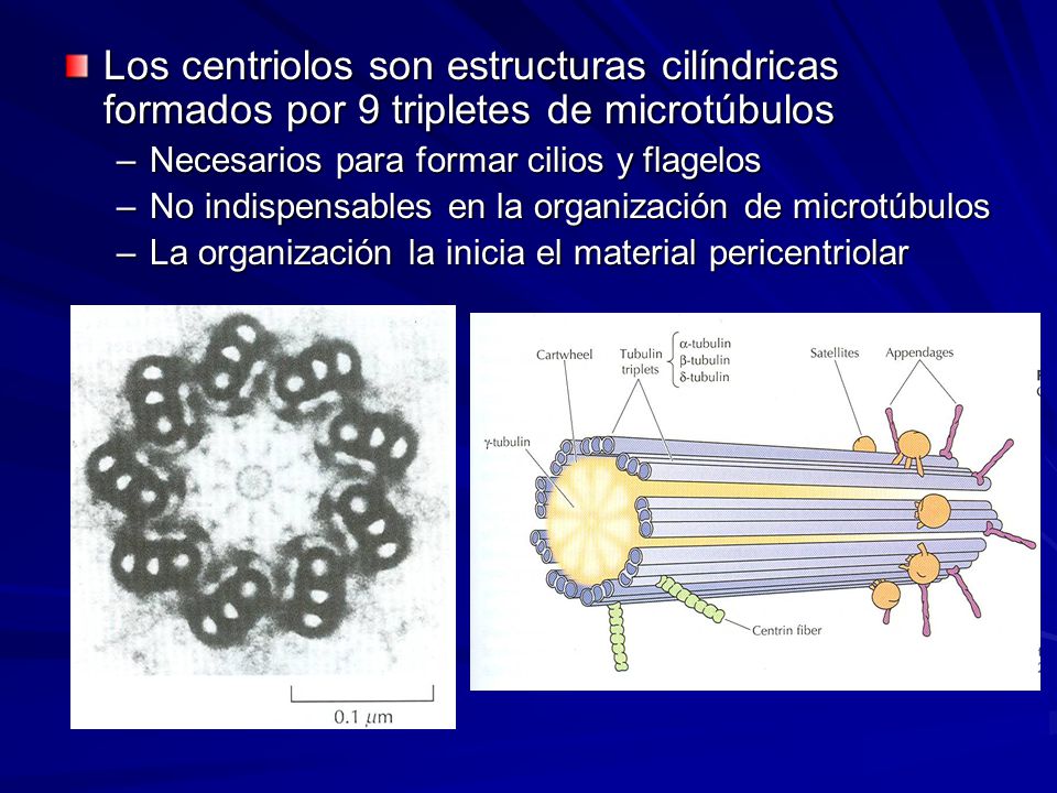 Los centriolos son estructuras cilíndricas formados por 9 tripletes de microtúbulos