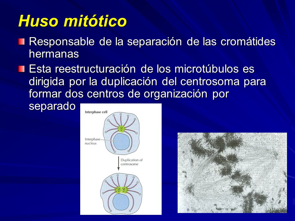 Huso mitótico Responsable de la separación de las cromátides hermanas