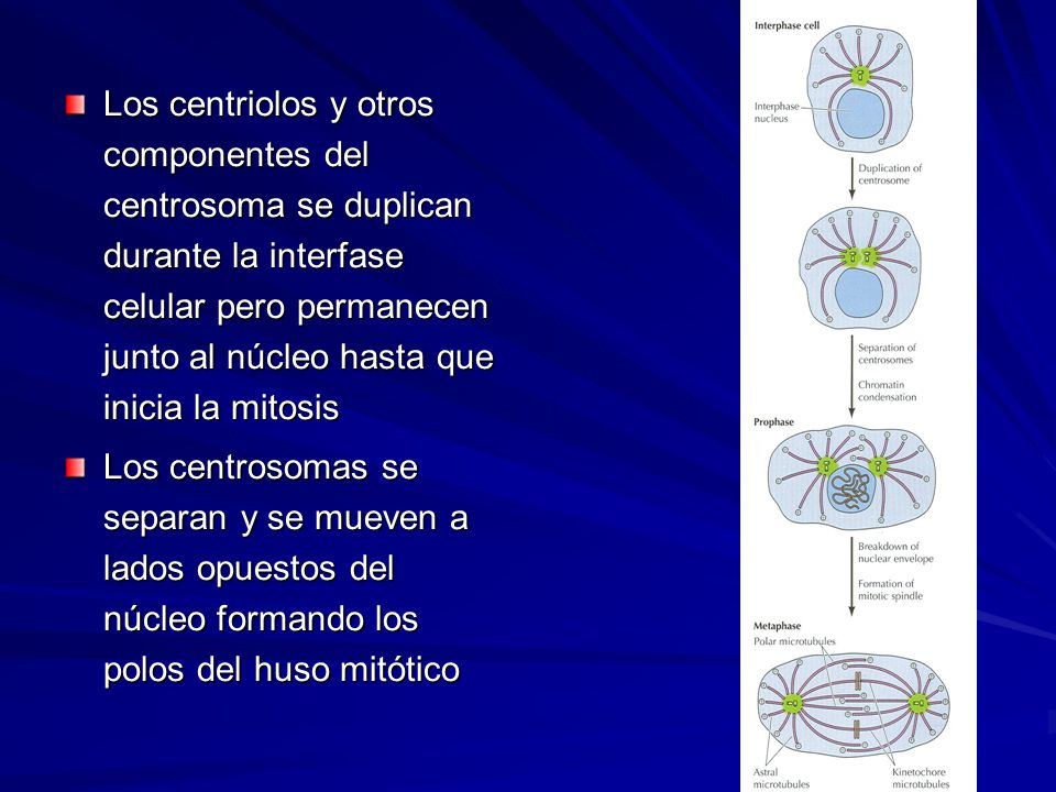 Los centriolos y otros componentes del centrosoma se duplican durante la interfase celular pero permanecen junto al núcleo hasta que inicia la mitosis
