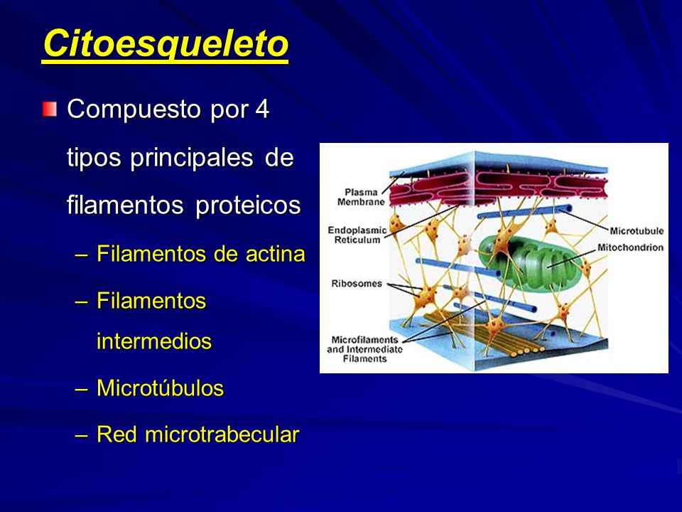 Citoesqueleto Compuesto por 4 tipos principales de filamentos proteicos. Filamentos de actina. Filamentos intermedios.