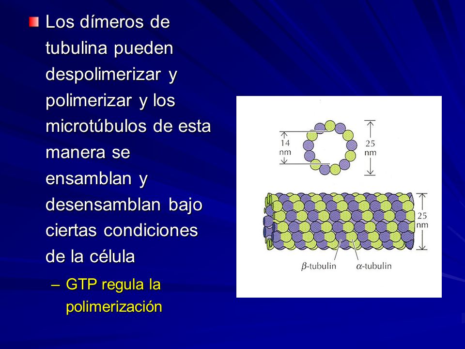 Los dímeros de tubulina pueden despolimerizar y polimerizar y los microtúbulos de esta manera se ensamblan y desensamblan bajo ciertas condiciones de la célula