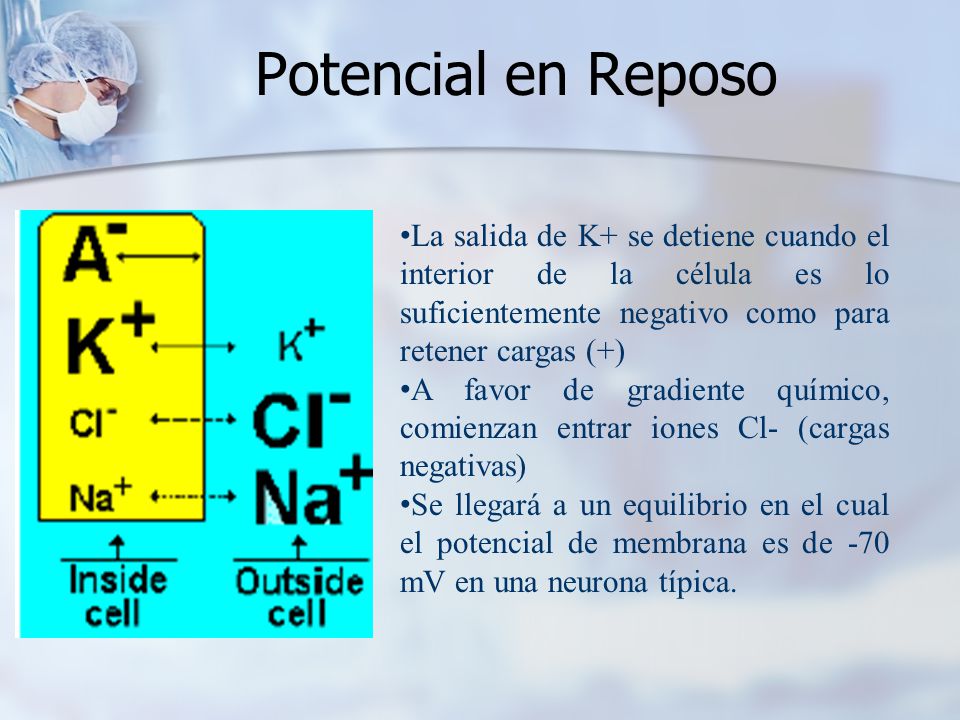 Potencial en Reposo La salida de K+ se detiene cuando el interior de la célula es lo suficientemente negativo como para retener cargas (+)