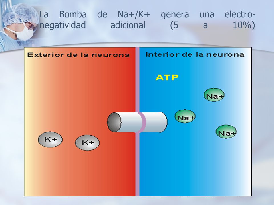 La Bomba de Na+/K+ genera una electro-negatividad adicional (5 a 10%)