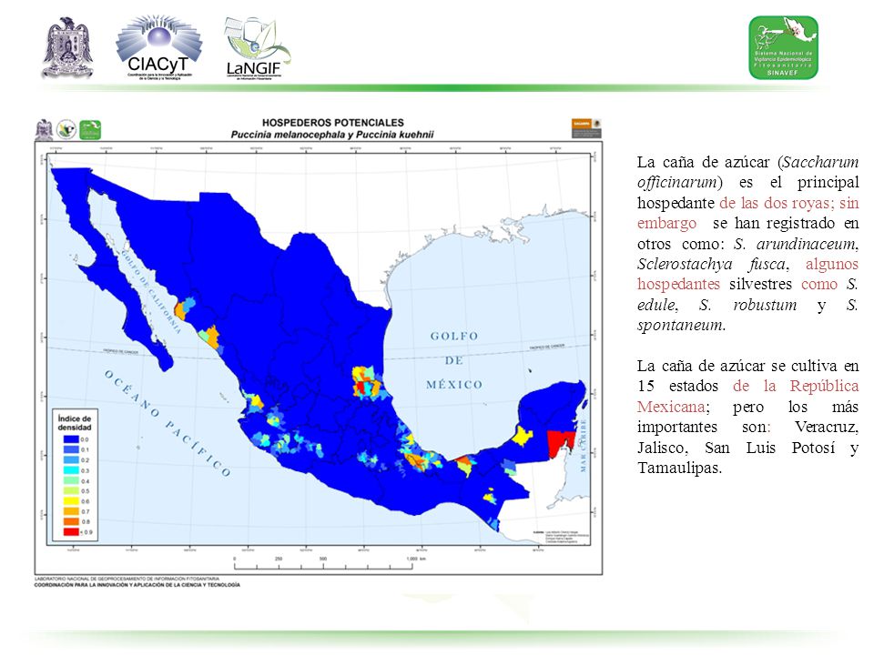 La caña de azúcar (Saccharum officinarum) es el principal hospedante de las dos royas; sin embargo se han registrado en otros como: S. arundinaceum, Sclerostachya fusca, algunos hospedantes silvestres como S. edule, S. robustum y S. spontaneum.