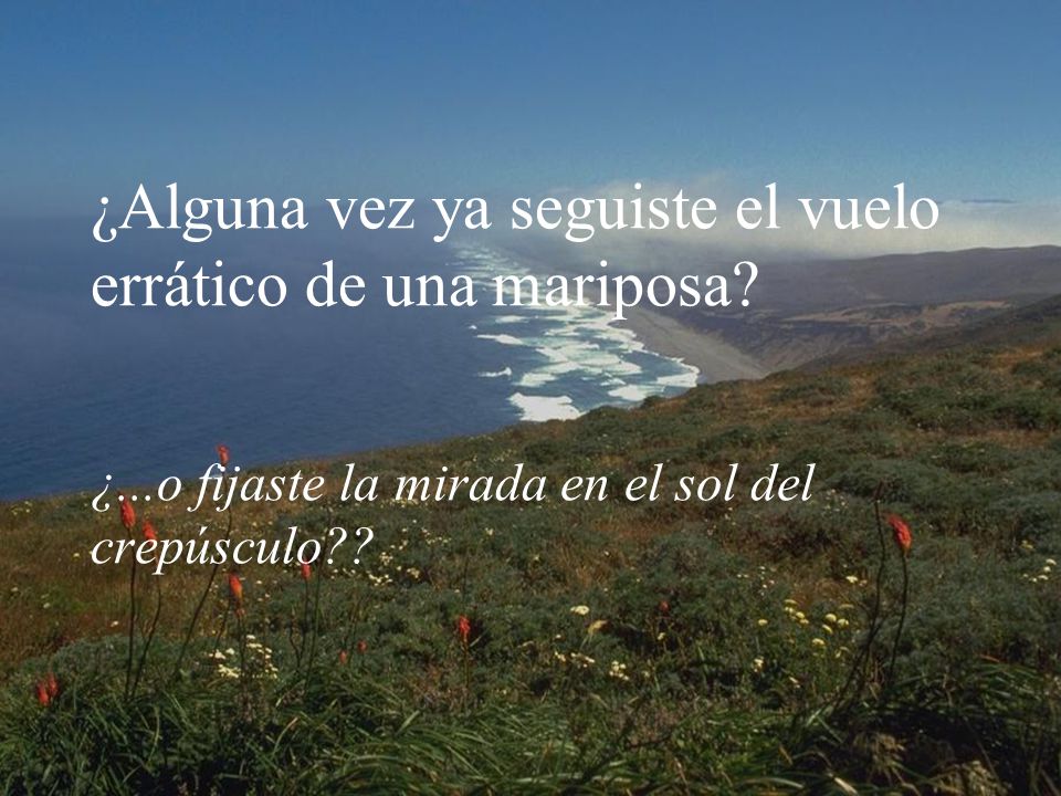 ¿Alguna vez ya seguiste el vuelo errático de una mariposa. ¿