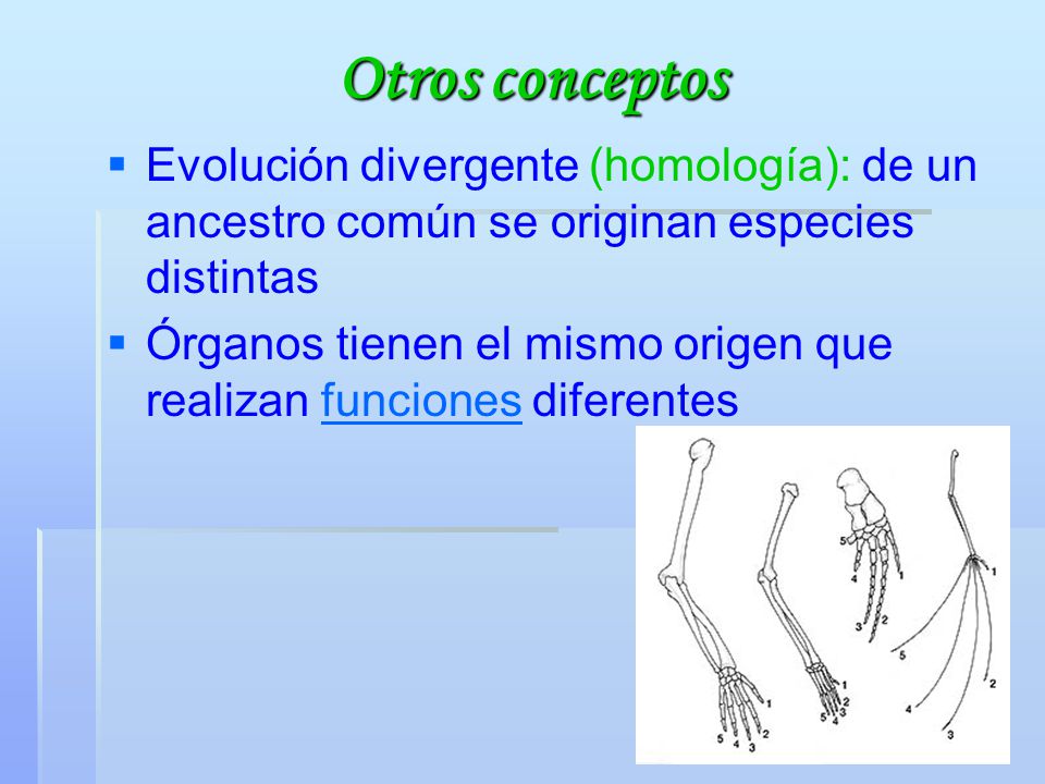 Otros conceptos Evolución divergente (homología): de un ancestro común se originan especies distintas.