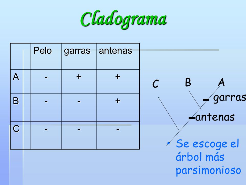 Cladograma C B A garras antenas Se escoge el árbol más parsimonioso