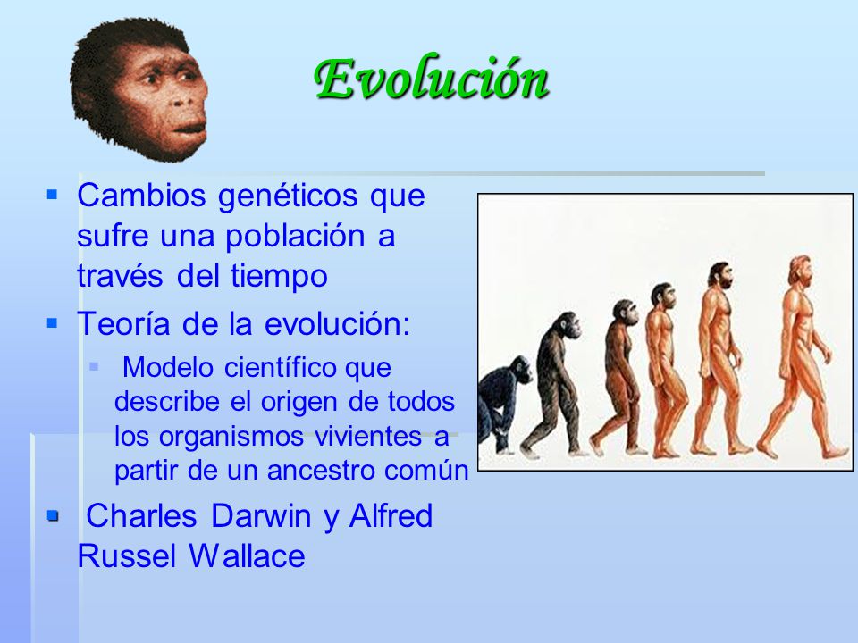 Evolución Cambios genéticos que sufre una población a través del tiempo. Teoría de la evolución: