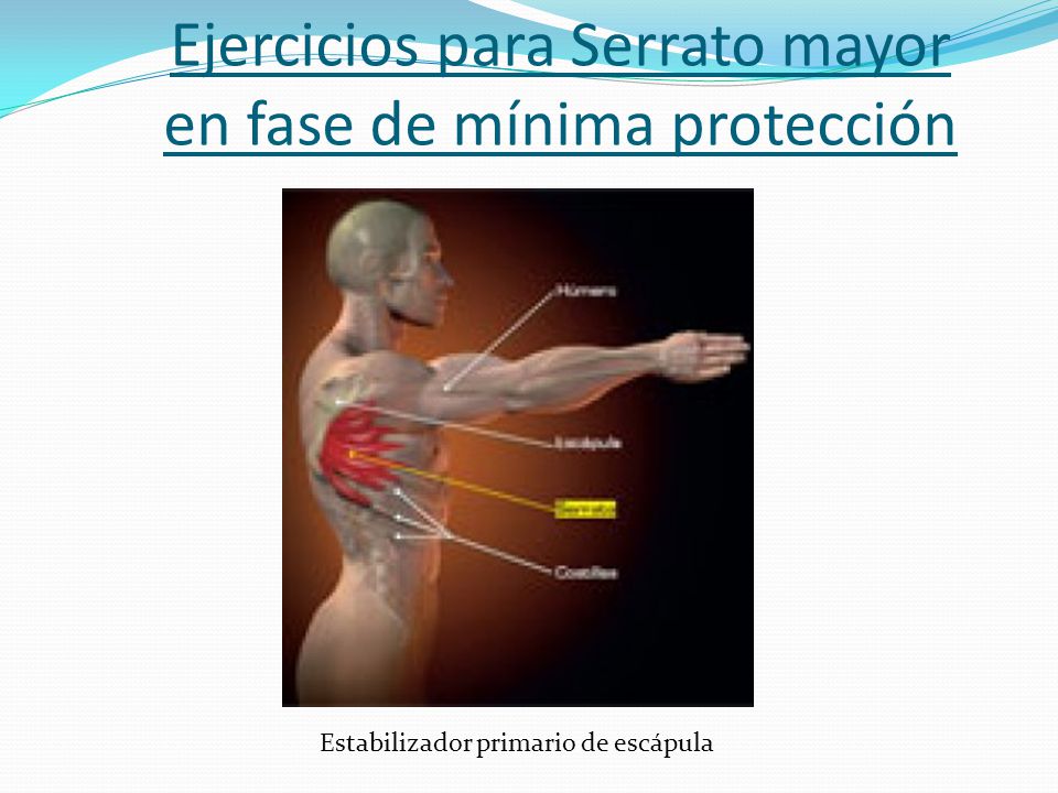 Ejercicios para Serrato mayor en fase de mínima protección