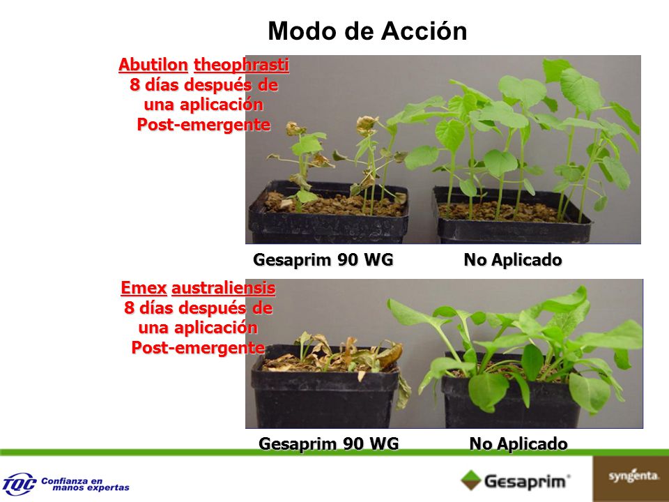 Modo de Acción Abutilon theophrasti 8 días después de una aplicación Post-emergente. Gesaprim 90 WG.