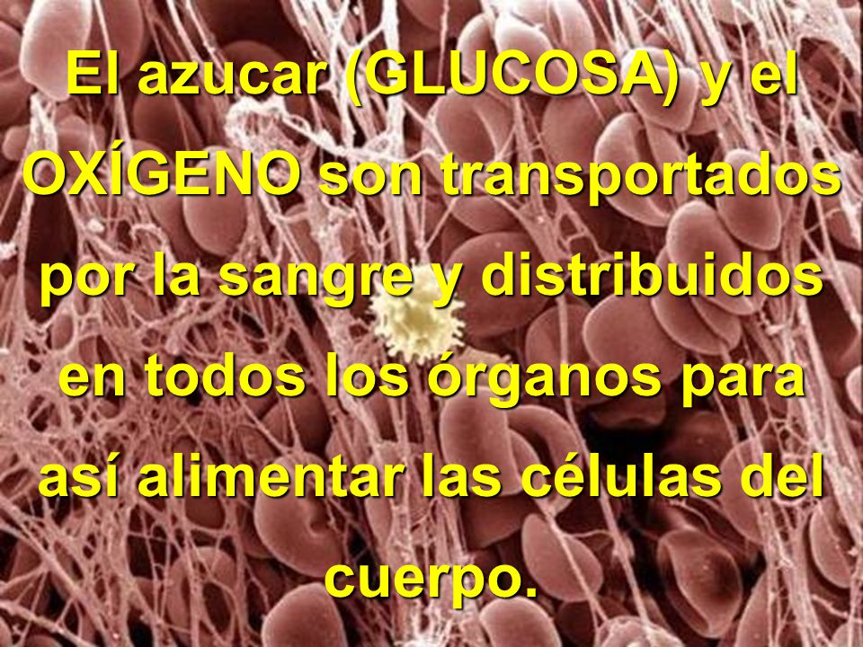 El azucar (GLUCOSA) y el OXÍGENO son transportados por la sangre y distribuidos en todos los órganos para así alimentar las células del cuerpo.