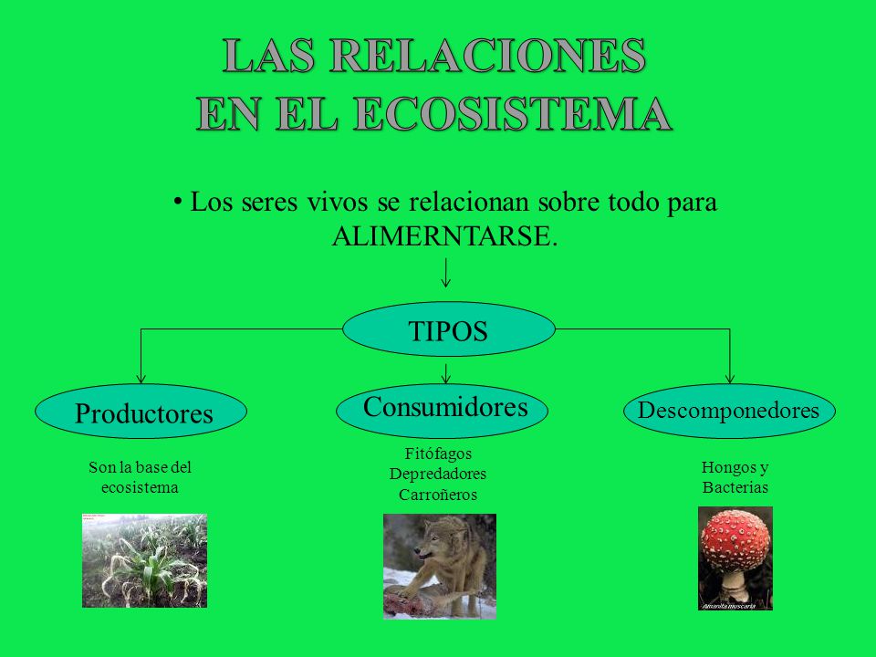 LAS RELACIONES EN EL ECOSISTEMA